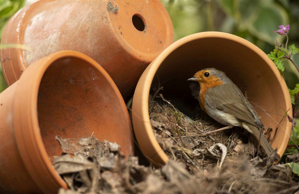 Rougegorge familier (Erithacus rubecula) et pots de fleurs © RSPB